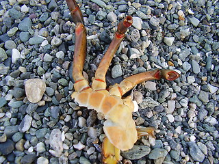Image showing Crab's claw