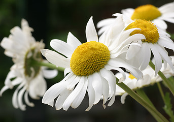 Image showing Marguerites