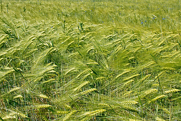 Image showing Barley field during flowering