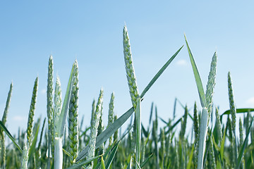 Image showing Green spikes of wheat