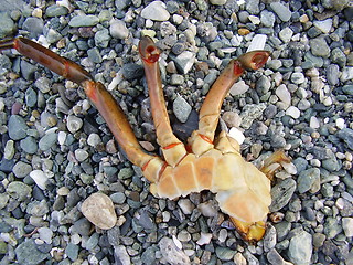 Image showing Crab's claw