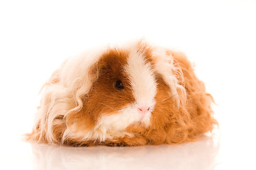 Image showing long hair guinea pig