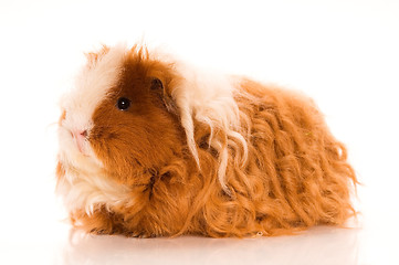 Image showing long hair guinea pig