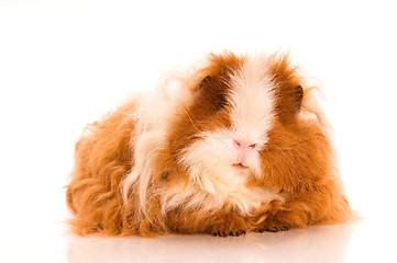 Image showing long hair guinea pig