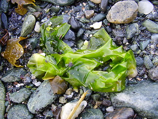 Image showing leaf slime