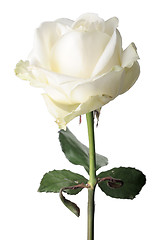 Image showing White rose, isolated