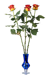 Image showing Red roses in vase, isolated