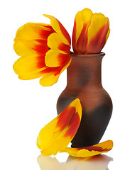 Image showing Tulip flower in a pot of red clay, isolated.