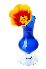 Image showing Tulip flowers in a blue glass vase, isolated.