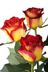 Image showing Red roses, isolated