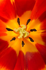 Image showing Tulip close-up