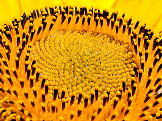 Image showing Sunflower.