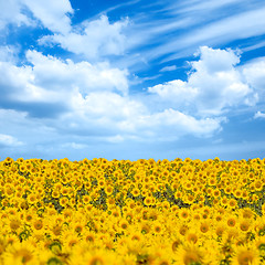 Image showing Sunflowers field.