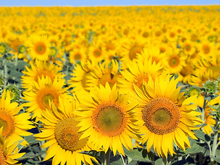 Image showing Sunflowers field.