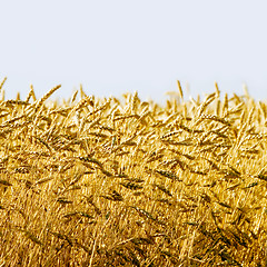 Image showing Wheat ear.