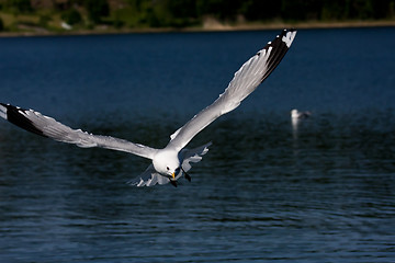 Image showing sea gull in air