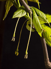 Image showing Spring seeds II