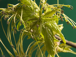 Image showing Spring seeds III