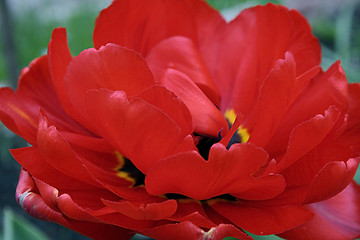 Image showing Extra red tulip