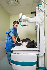 Image showing Vet taking out X-ray of a dog