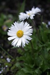 Image showing White daisy