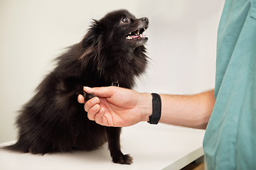 Image showing Veterinarian examining dog's paw