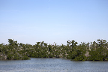 Image showing Mangrove swamp tree line