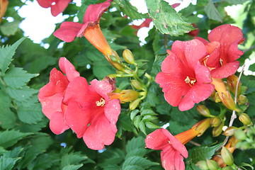 Image showing Lovely pink flowers