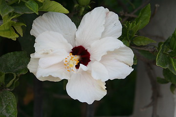 Image showing White hibiscus