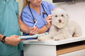 Image showing Vet and assistant examining dog