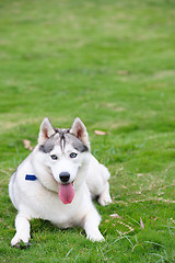 Image showing Alaskan Malamute dog lying on lawn