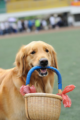 Image showing Golden retriever dog holding basket