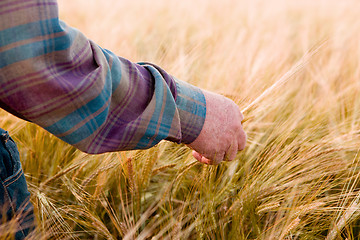 Image showing Farmer Looking At Wheat