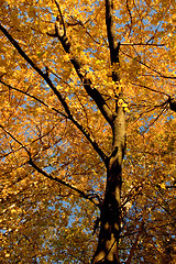 Image showing Fall Color, Cork Elm Grove 11