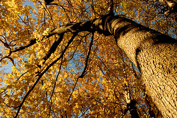 Image showing Fall Color, Cork Elm Grove 12