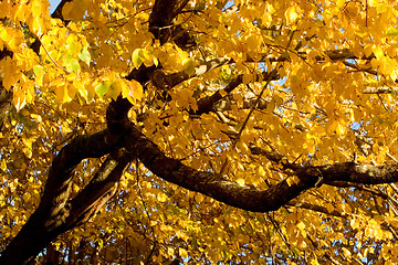 Image showing Fall Color, Black Elm (also known as Cork Elm)