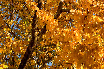 Image showing Fall Color, Cork Elm Grove 2