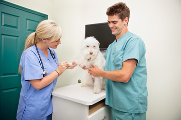 Image showing Examining dog's paw