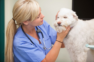 Image showing Female veterinarian examining dog
