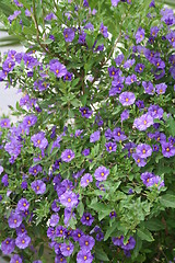 Image showing Blue small flowers