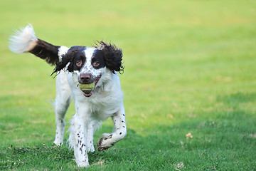 Image showing Springer dog running
