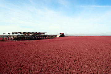 Image showing Landscape of beach full of red plants