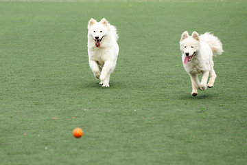 Image showing Two dogs chasing ball