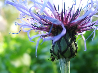 Image showing Summer flower