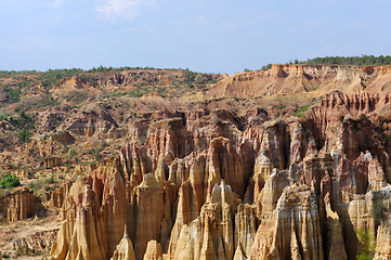 Image showing Soil forest