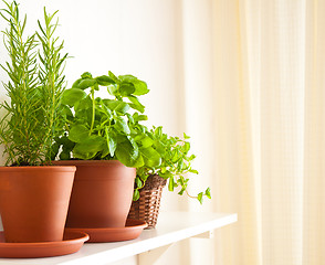 Image showing Rosemary, Basil and Mint in Pots