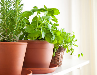 Image showing Rosemary, Basil and Mint in Pots