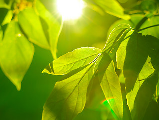 Image showing Detail of Foliage on Tree