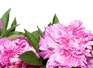 Image showing Peonies on White Background