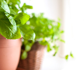 Image showing Basil in Pot